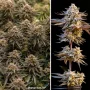 Cannabis seeds Orange Bud 2.0® NEW! from Dutch Passion